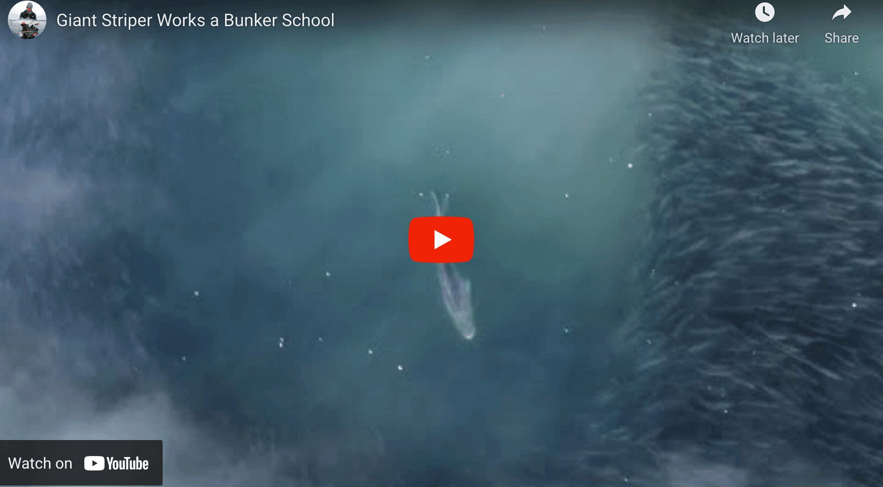 Giant Striper Works a Bunker School - FishAndSave