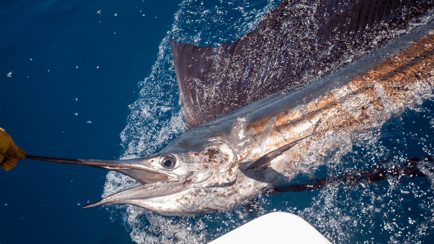 Sailfish leaps out of water, injures woman off Florida coast - FishAndSave