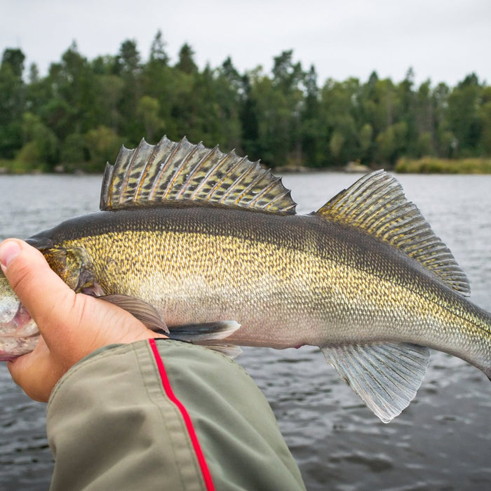 The Ultimate Guide to Walleye Fishing: Tips, Techniques, and Equipment - FishAndSave