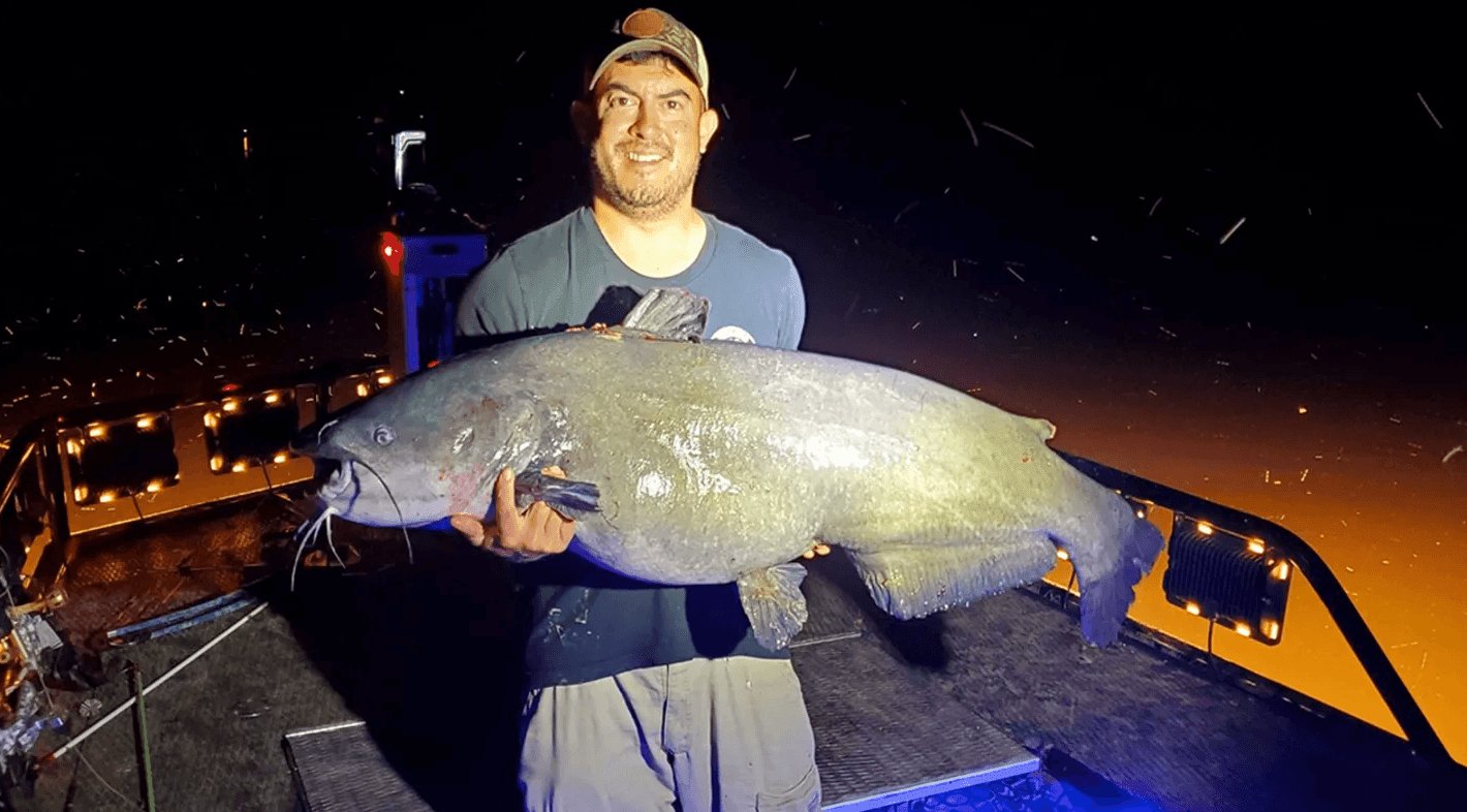 Virginia man catches 66-pound blue catfish, breaks state record - FishAndSave