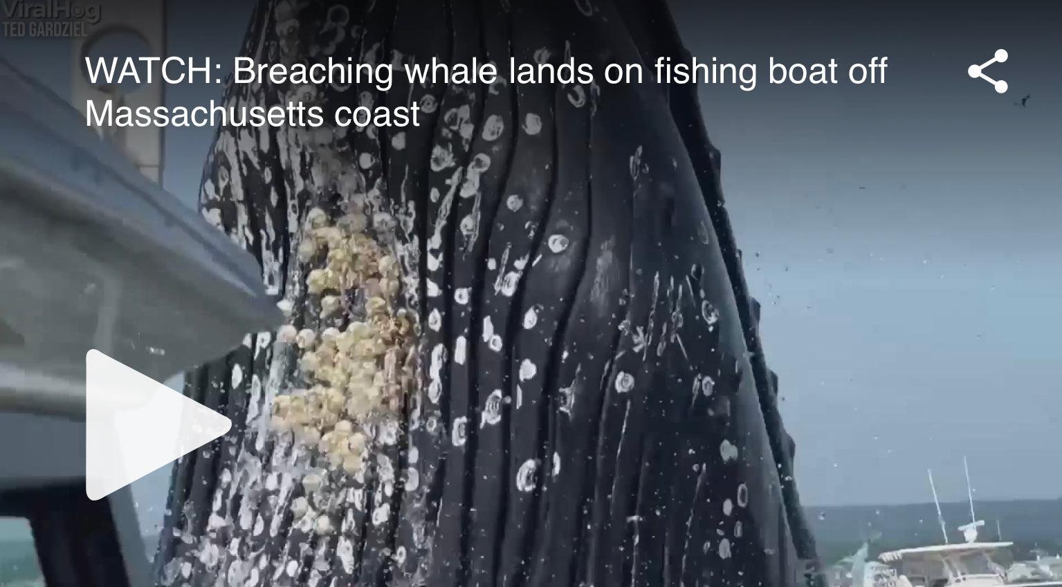 Watch: Breaching whale jumps out of ocean and lands on top of a Massachusetts fishing boat - FishAndSave