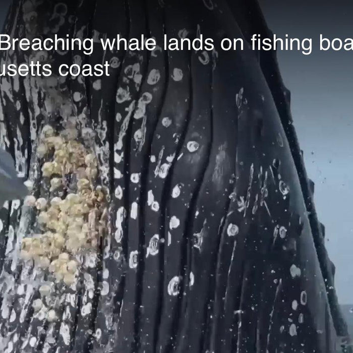 Watch: Breaching whale jumps out of ocean and lands on top of a Massachusetts fishing boat - FishAndSave