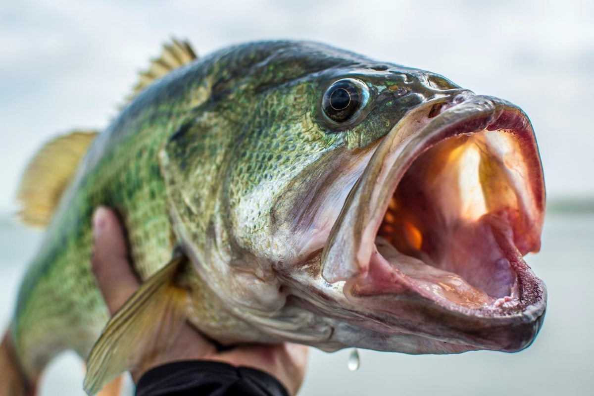 Vicious Fishing 4# Panfish Line, Lo-Vis Green, 1/4 lb. 