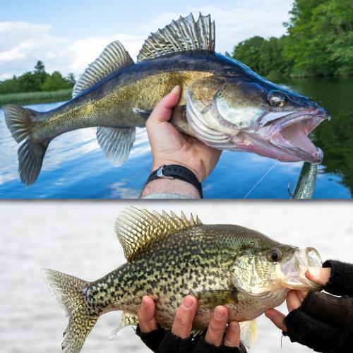 Freshwater Pro Shop - FishAndSave