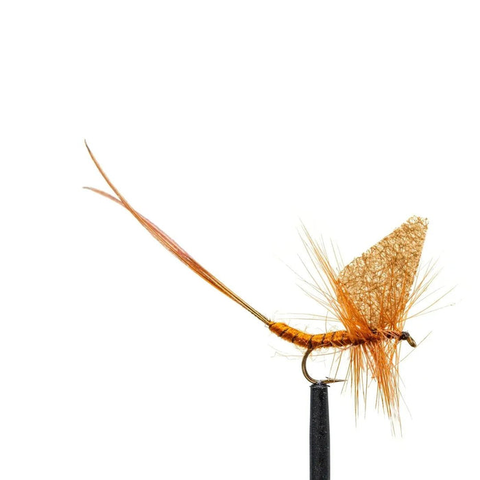 Jackson Cardinal Dry Fly 10 Brown Mayfly Qty 24 - DryJackson CardinalFreshwater027526125406FishAndSave