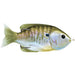 Live Target Hollow Body Sunfish 3" 7/16 Oz Natural Olive Bluegill - PlasticsLive TargetBass697713207187FishAndSave