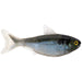 LiveTarget ICT Swim Bait Shad 5.5" Unrigged Qty 2 - PlasticsLive TargetGreen/PearlBass023534534889FishAndSave