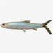 13 Fishing Coalition Baits Ladyfish Boot Tail Swimbait 8" - FishAndSave